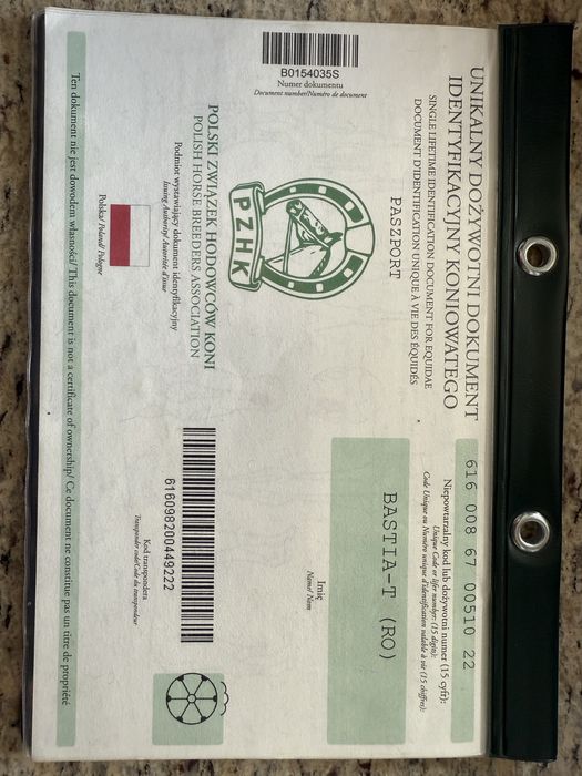 Klacz śląska BASTIA z licencją