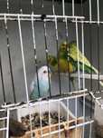 Lote de 8 piriquitos saudaveis