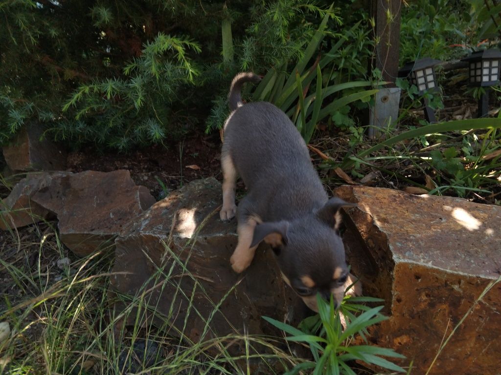 Chihuahua,  piesek, szczeniak mini