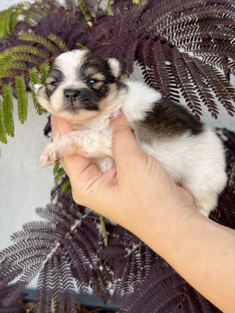 Szpic miniaturowy,pomeranian-chłopczyk