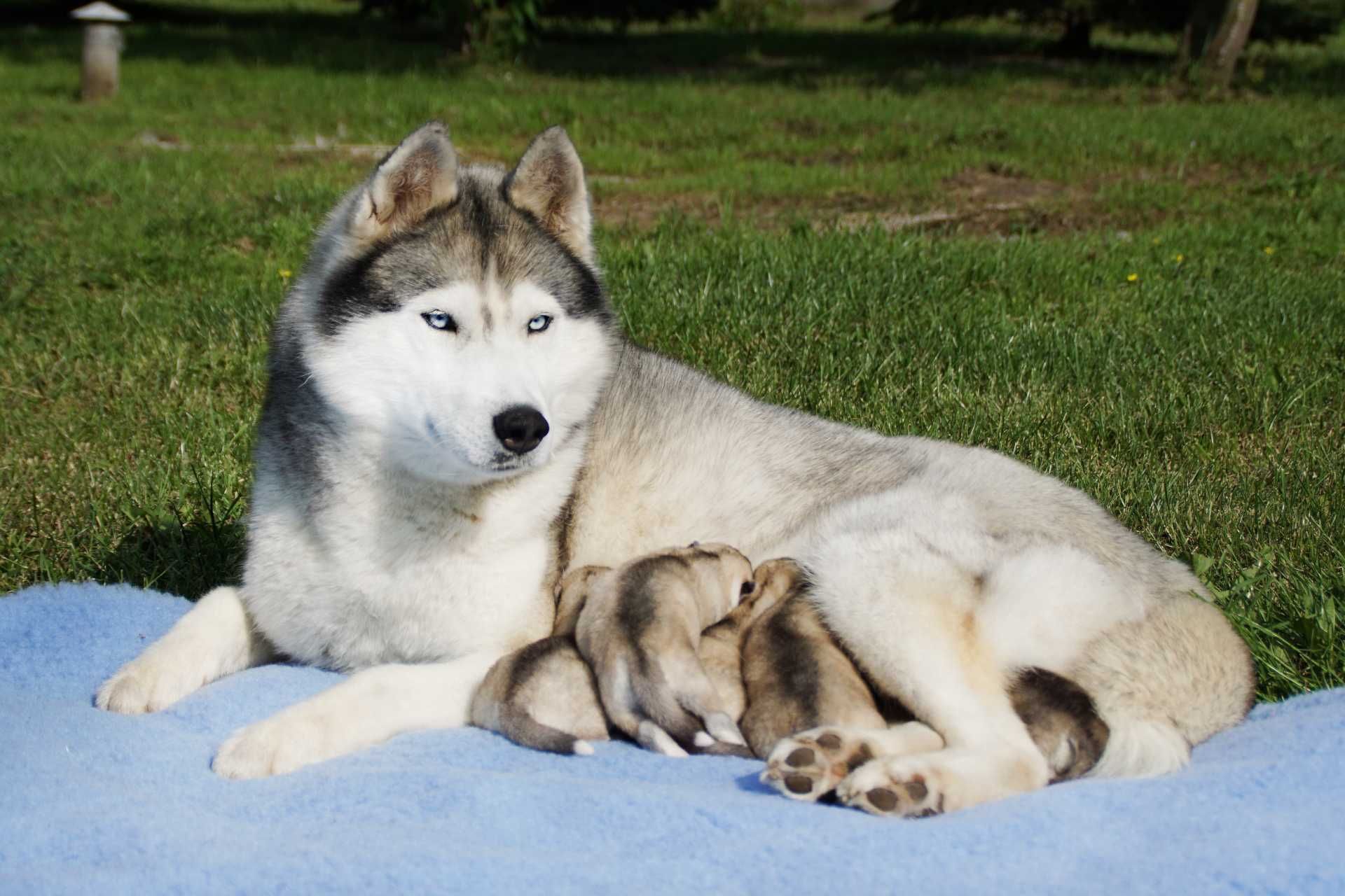 Szczenięta piesek husky z rodowodem ZKwP / FCI