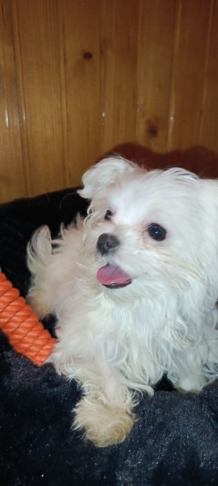 Mini sunia maltanczyk