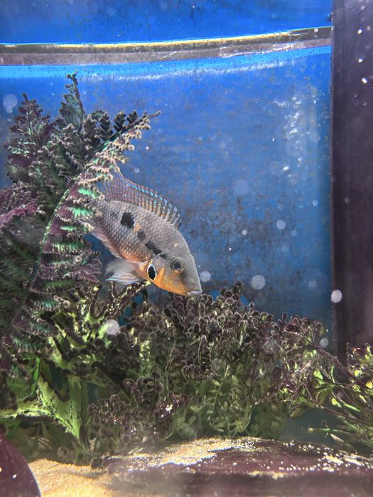 Peixe boca de fogo macho 8cm (Firemouth/Thorichthys meeki)