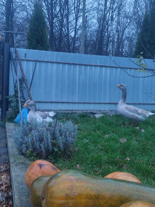 Комогор горбуносі