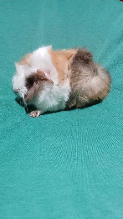 Морська свинка, розетка.