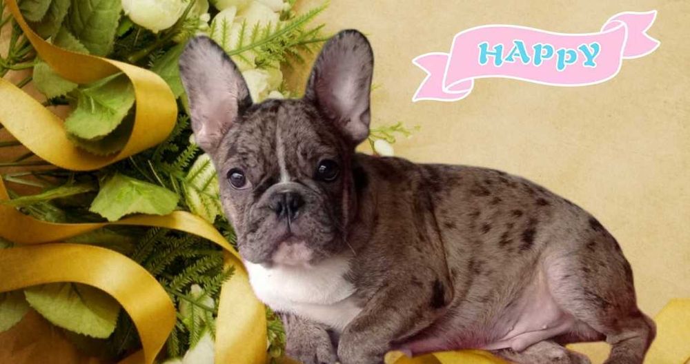 Французский бульдожка.