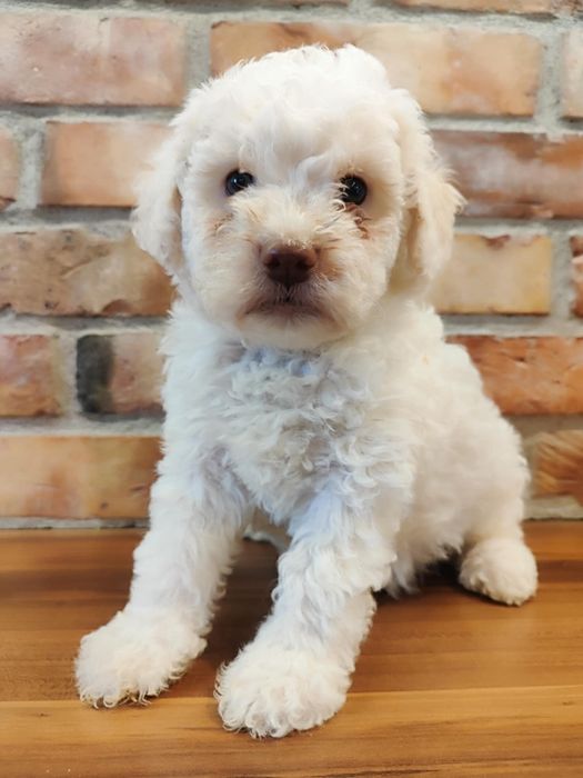 Lagotto romagnolo FCI kremowy piesek. Zkwp