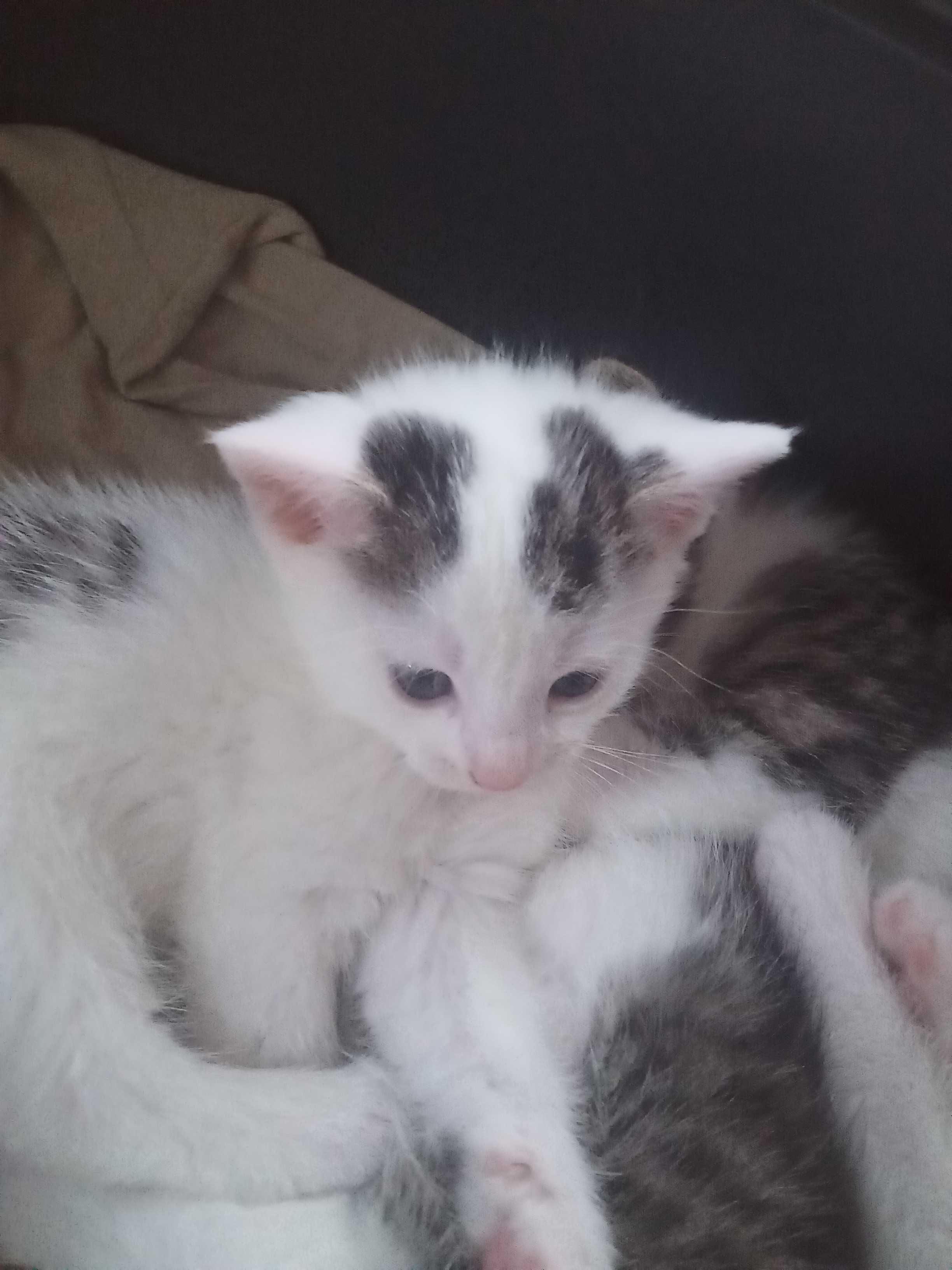 Uroczy kotek do adopcji