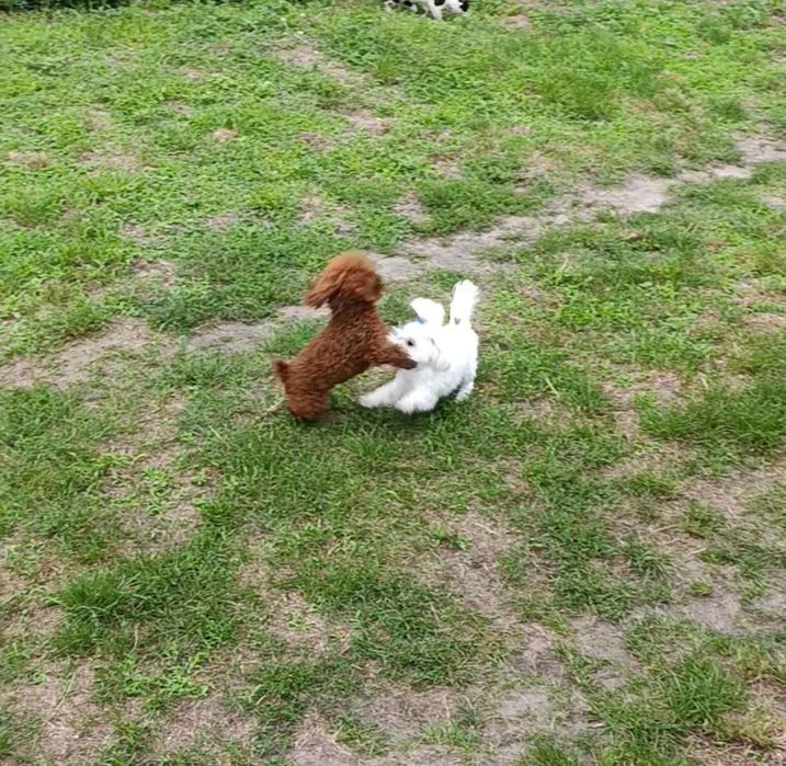 Вязка. Той пудель 1.9кг. редбраун