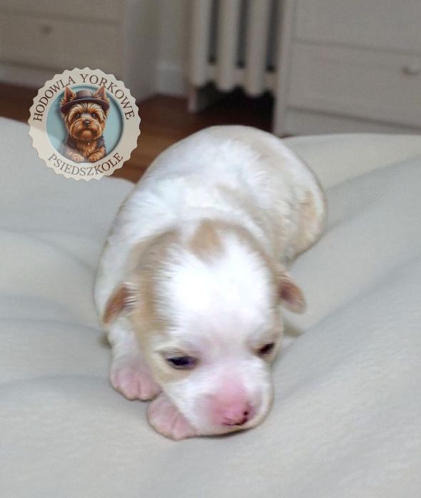 Uroczy piesek Yorkshire Terrier Golddust