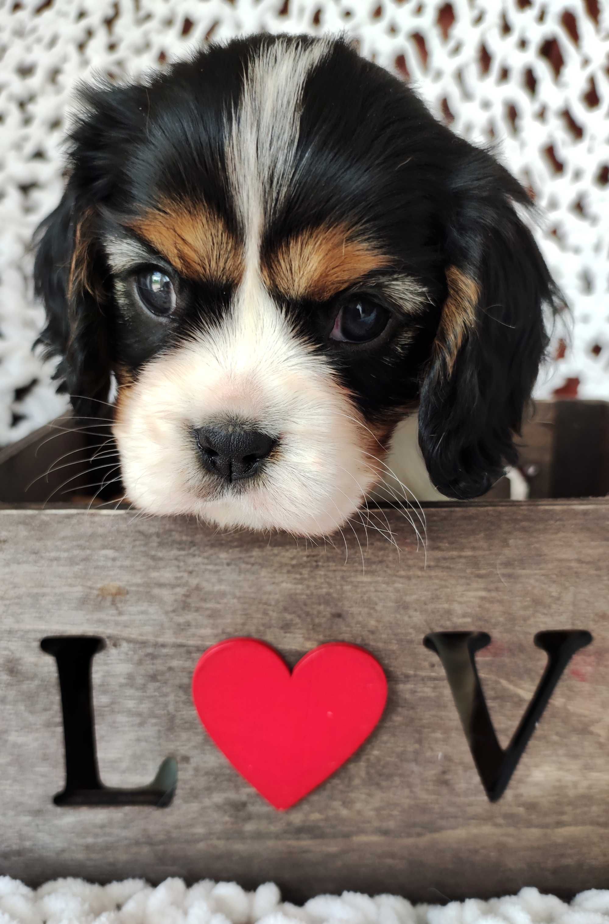 Piesek - Cavalier King Charles Spaniel