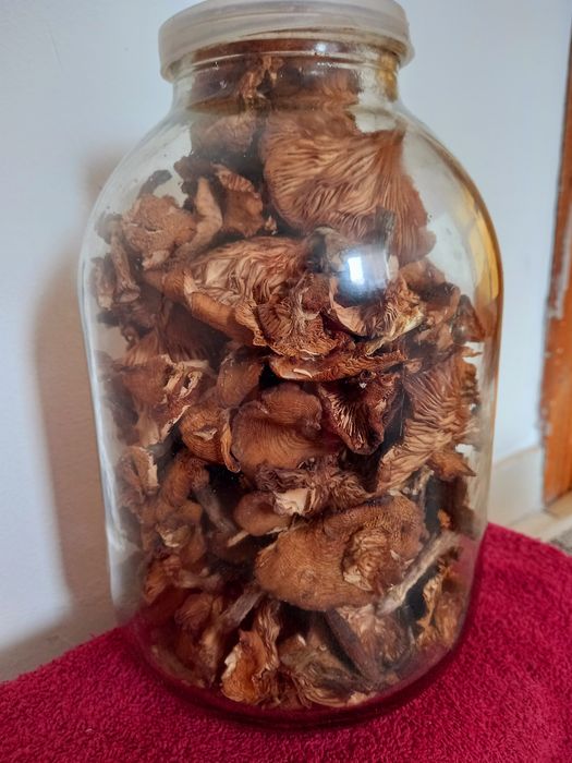 Продам сушені опеньки