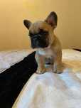 Bulldog  francês Fawn macho