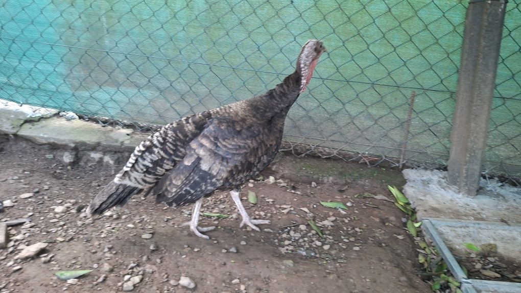 Perú femea com 2 anos