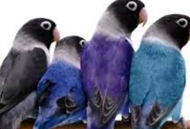 Попугаи сини масковые яркие