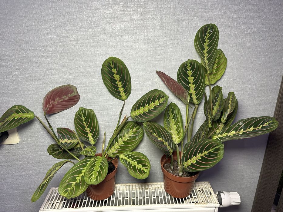 Аглонема Кротон Калатея Дифенбафія Сансівієрія Фікус  Маранта