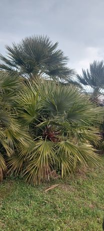 Palma Chamaerops Humilis | Karłatka | Nasiona 5szt/10PLN
