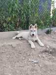Syberian Husky suczka