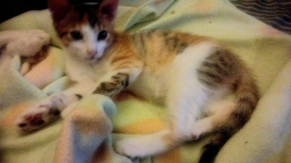 Boas tenho gatinhos para adoção