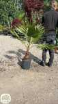 Washingtonia robusta, Waszyngtonia, Palma meksykańska, 120-140cm