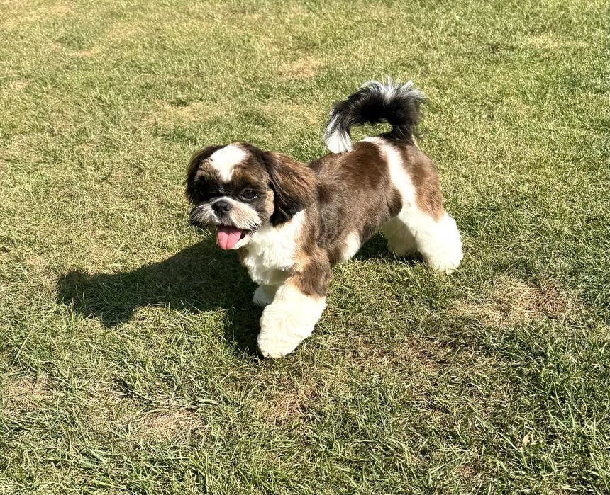 Suczka Shih Tzu ZKwP FCI