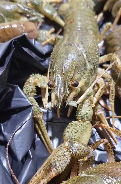 Свіжовиловлений рак в асортименті (30-50 г) під замовлення, є опт