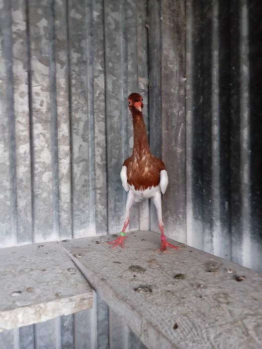 Sroka czerwona samiec