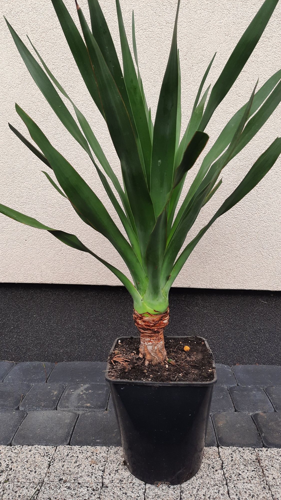 Juka rostrata / dracena draco