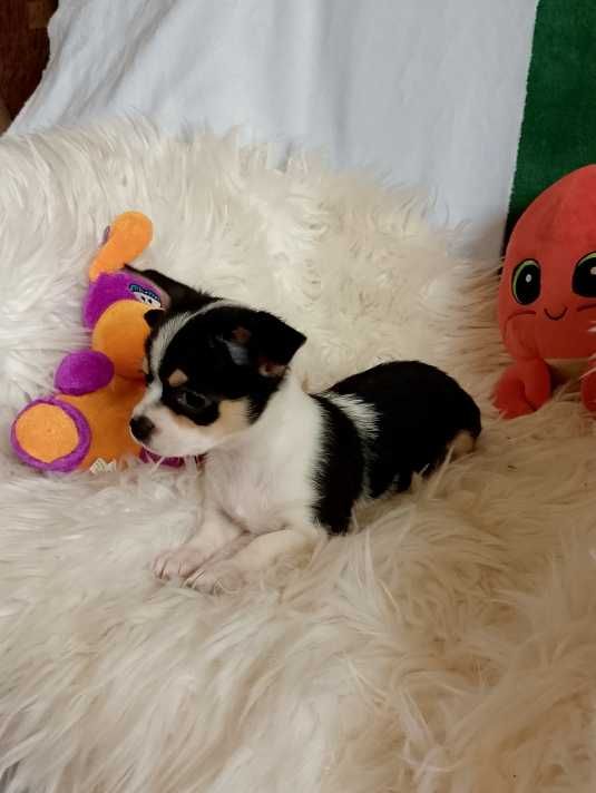 Chihuahua chłopiec