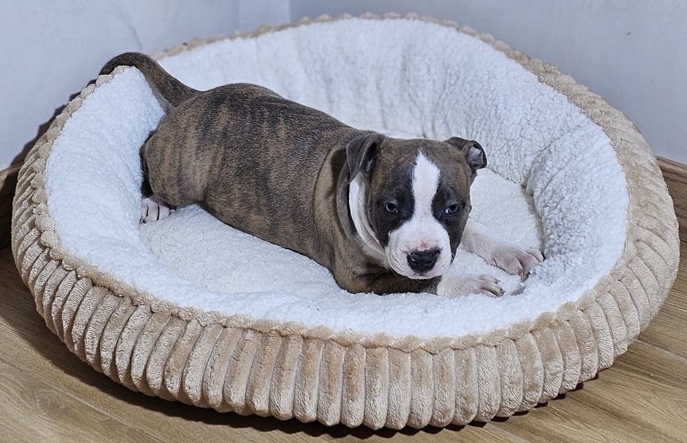 Pregowany piesek amstaff