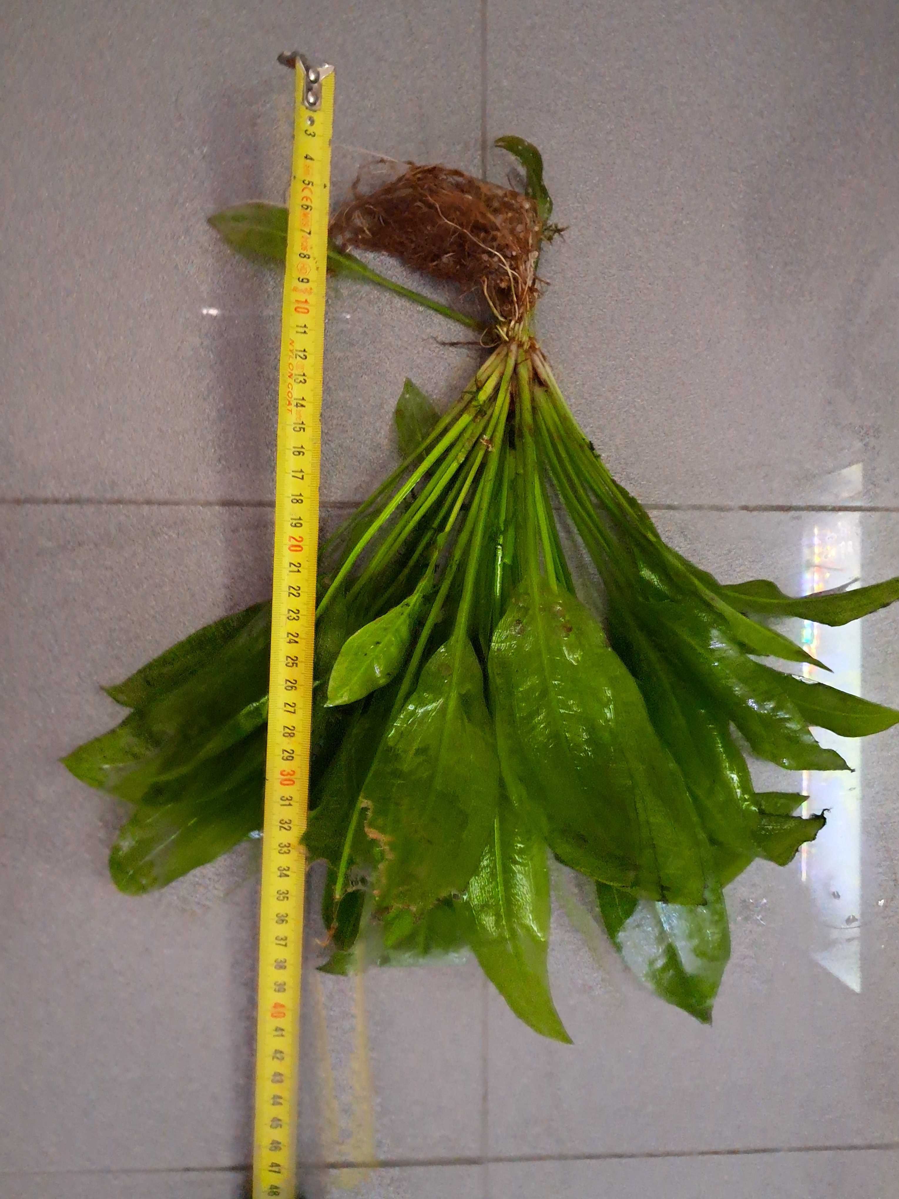 Planta echinodorus enorme