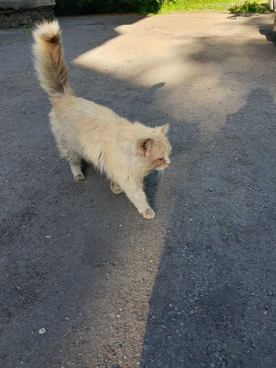 Гарний, лагідний кіт шукає дім!