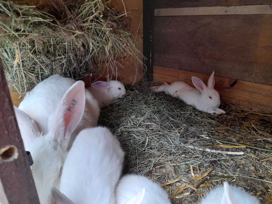 Króliki Termondzkie