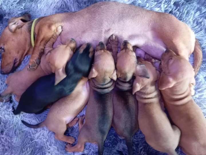 Цуценята такси гладкошерсної