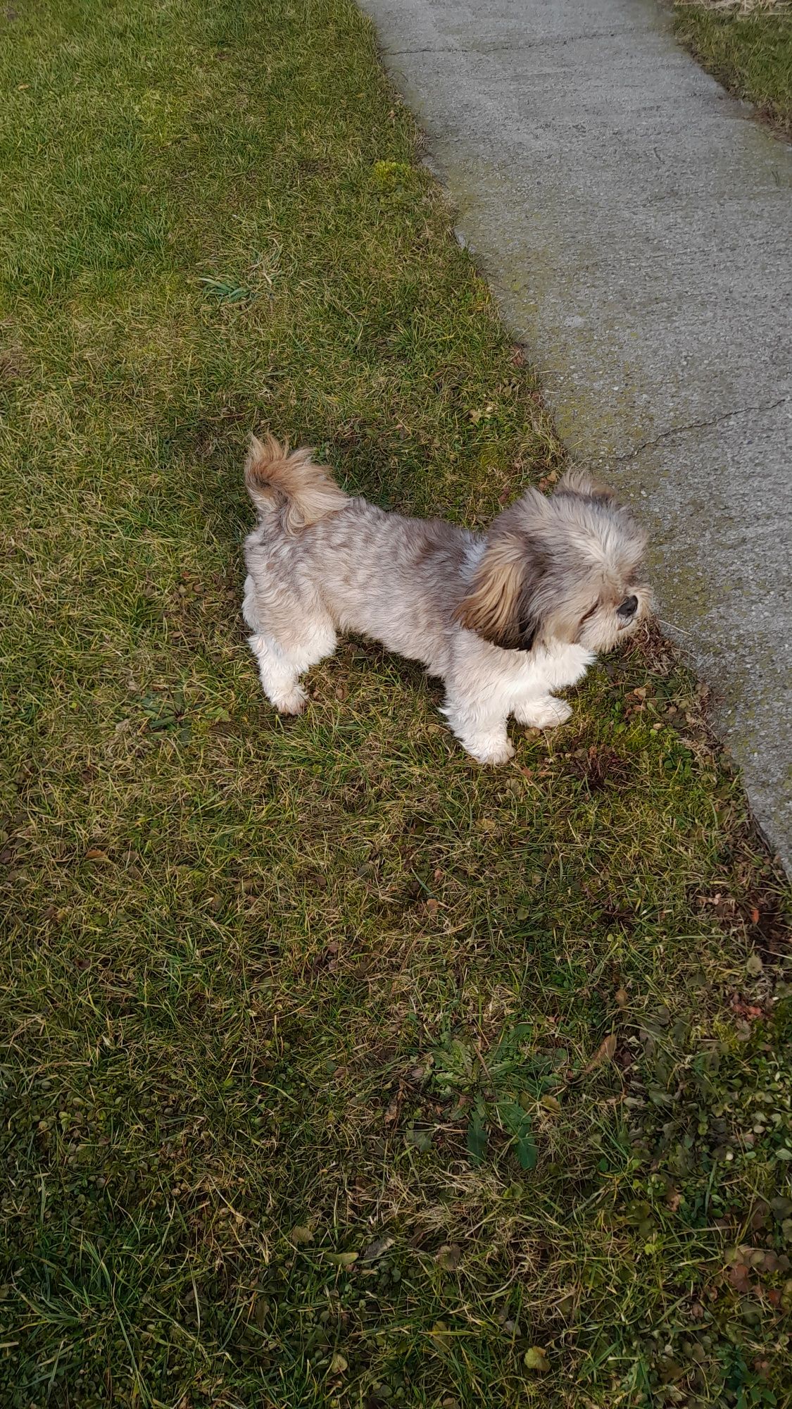 Piesek shih tzu dorosły