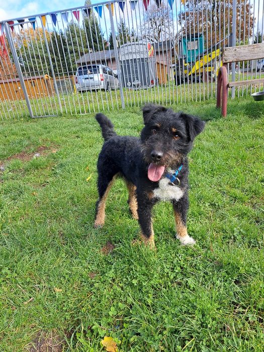 Mix niemiecki terier myśliwski do adopcji