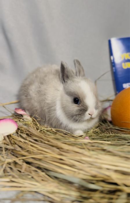 Шоу клас! З європейського розплідника карликовий кролик, Міні Дварф