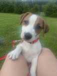Chłopiec Jack Russell terrier/badania genetyczne/GOTOWY DO ODBIORU