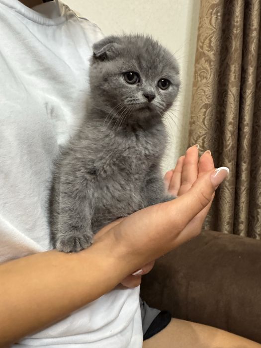 Кошенята висловушки .Дівчата і хлопчики