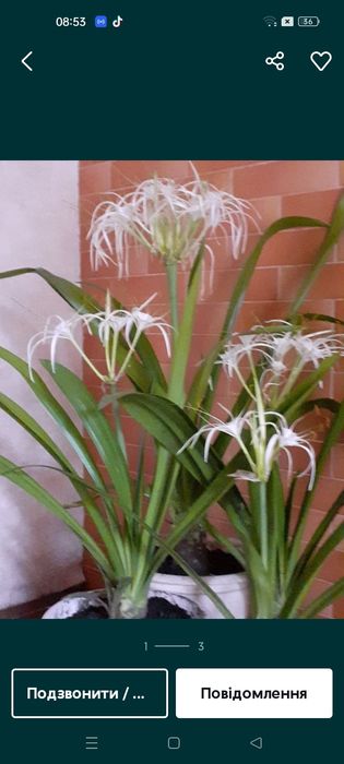 Кімнатні рослини