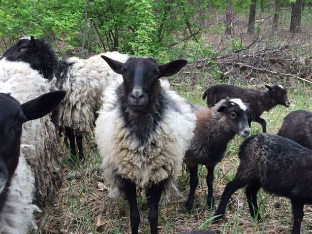 Продам вівців романівської породи