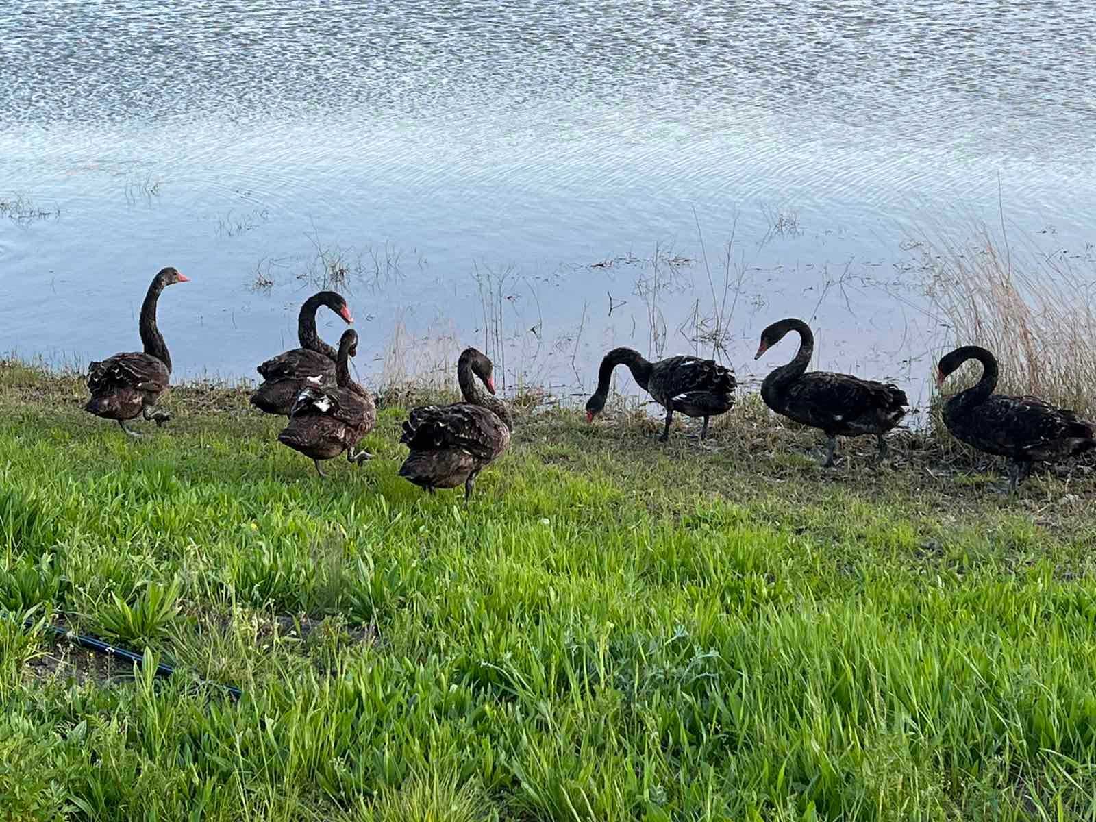 Черный лебедь, Лебедь black, молодые лебеди пары