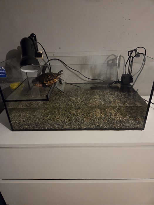 Żółw wodno lądowy