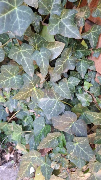 Тіньовитривалі квіти: плющі й  барвінки різні, бересклет Форчуна