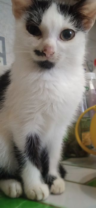 У добрі руки люблячих людей