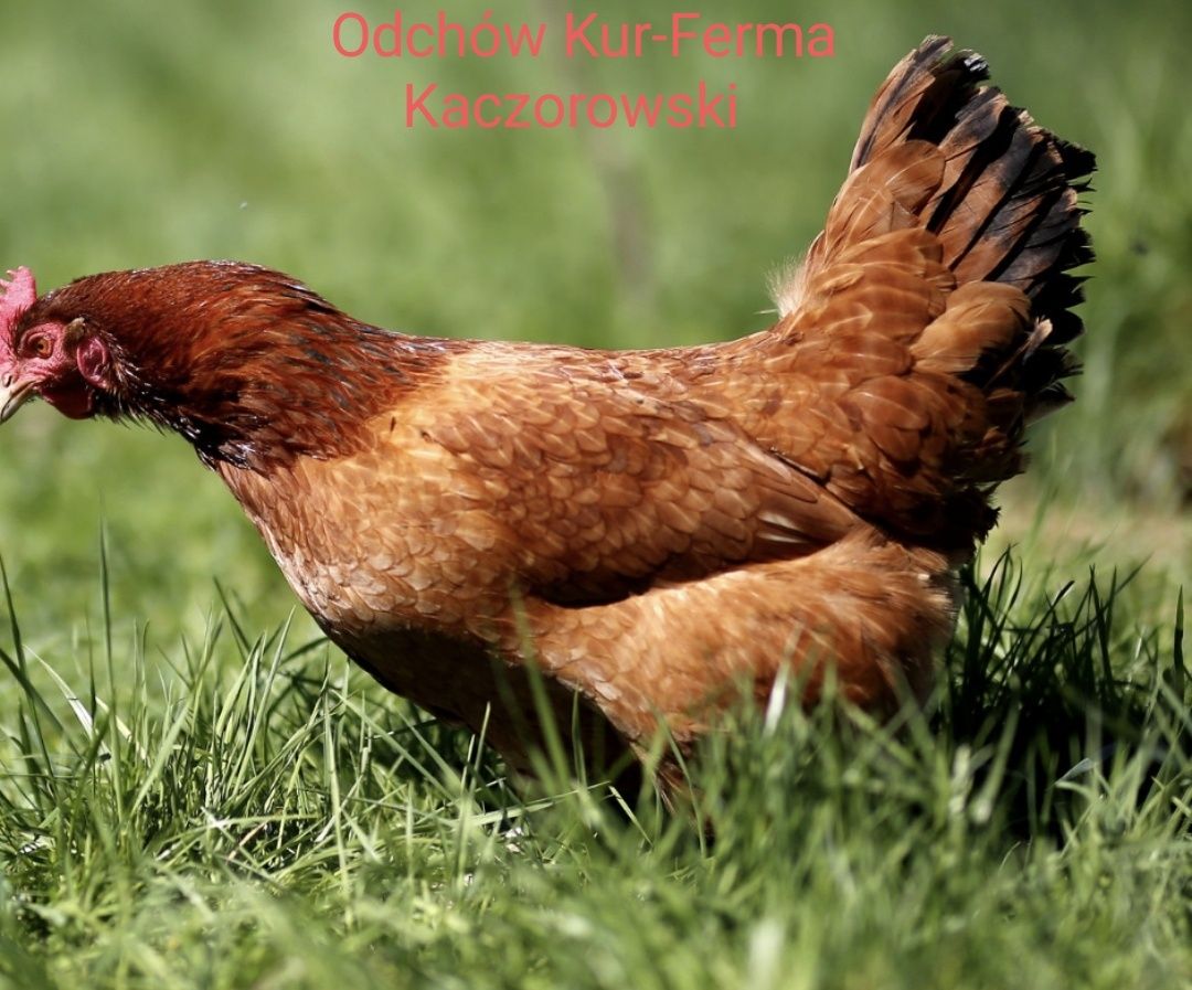 KURY NIOSKI Rosa Leghorn Dominant