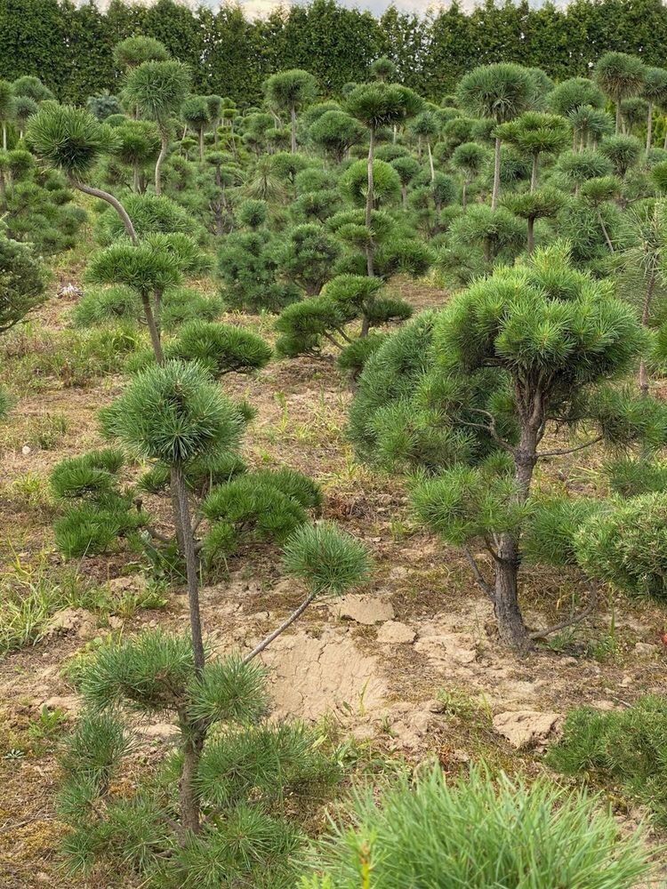 BONSAI Sosna formowana Contorta