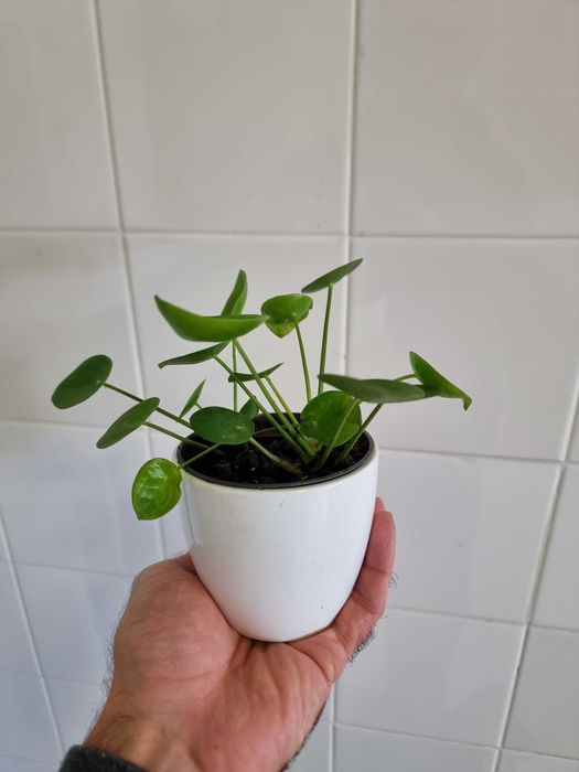 Vendo planta natural Pilea Peperomioides