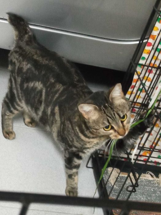 Gata adulta para adoção consciente