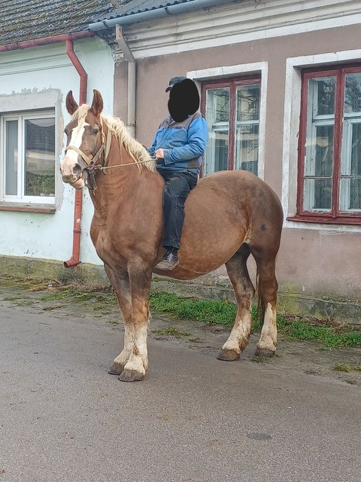 Klacz 9 lat z ogierkiem